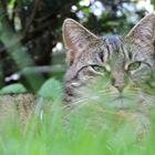 Katze in der Wiese