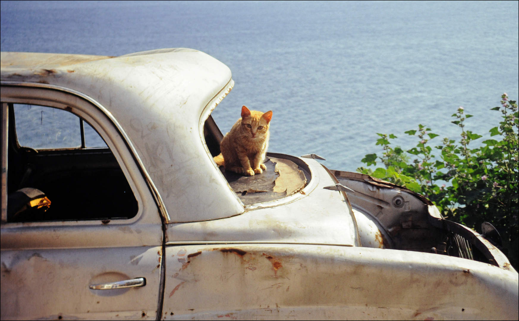 Katze in einem etwas gealterten Renault auf Kreta