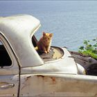 Katze in einem etwas gealterten Renault auf Kreta
