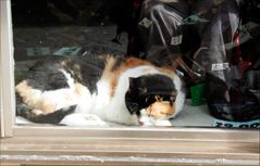 Katze in einem Schaufenster in Triest