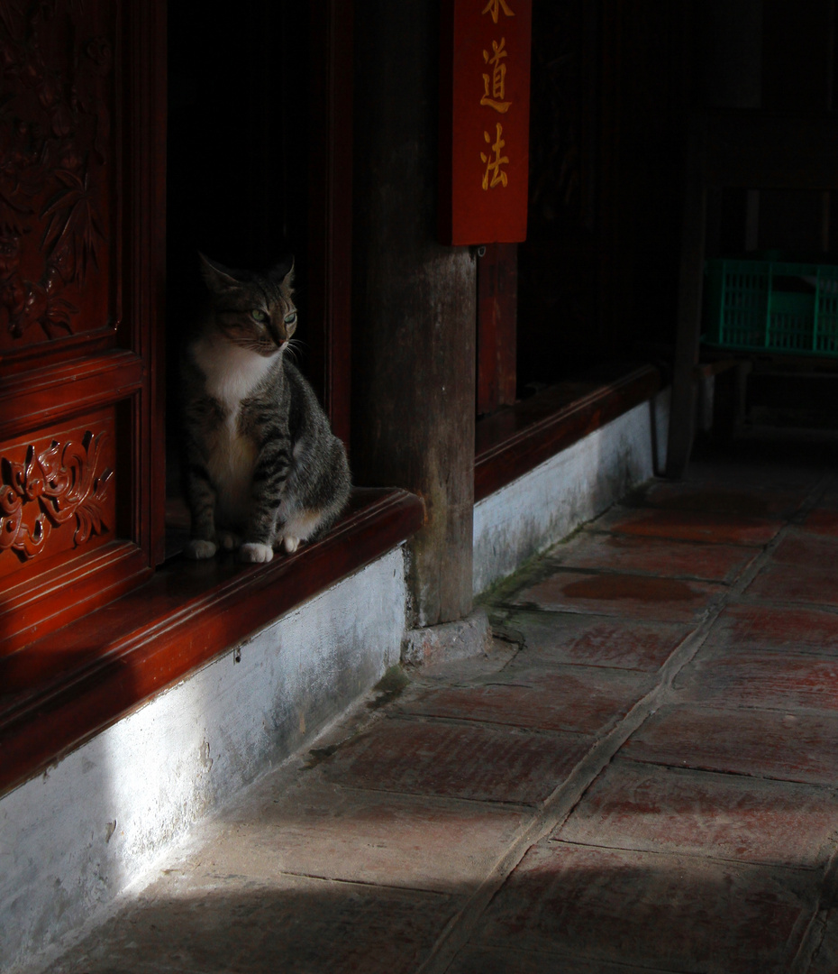 Katze in einem Tempel in Hoi An, Vietnam 