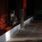 Katze in einem Tempel in Hoi An, Vietnam 