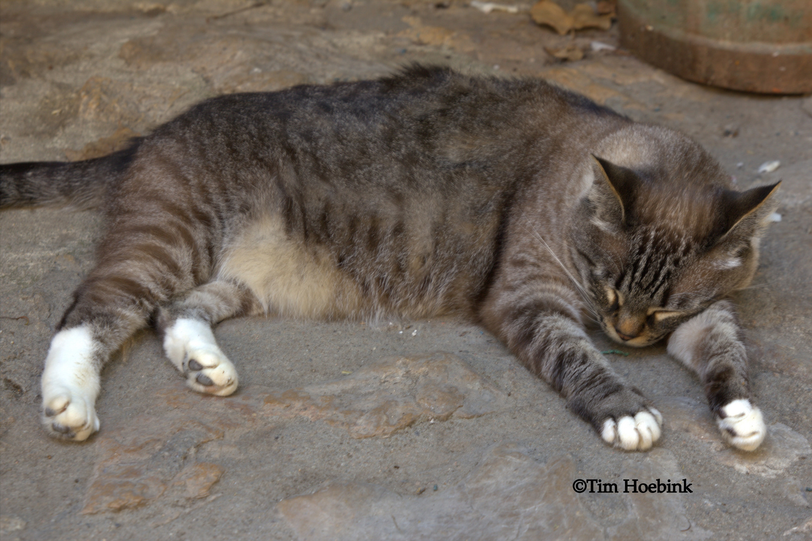 Katze in einer Gasse