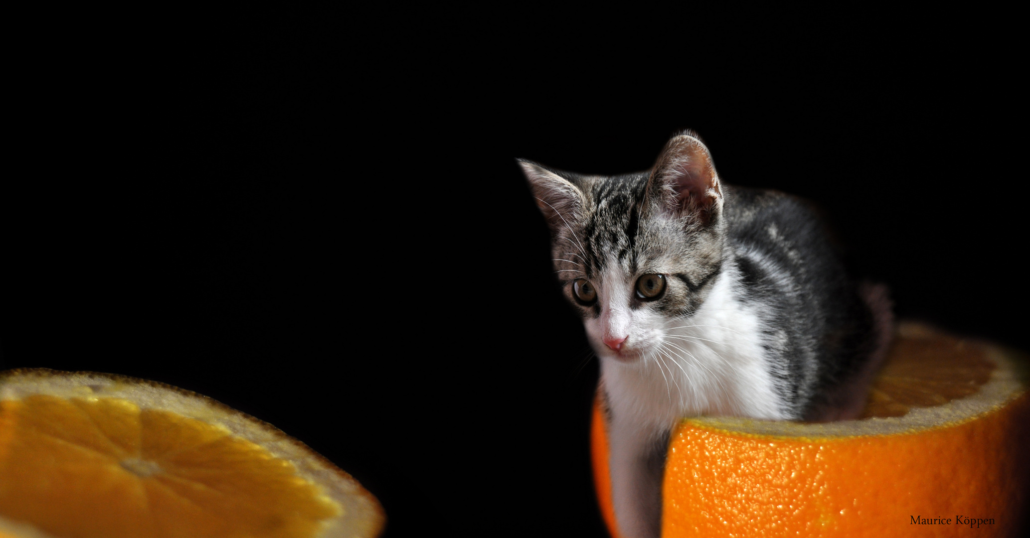 Katze in einer Orange