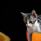 Katze in einer Orange