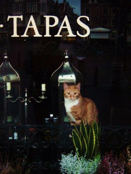 Katze in einer Tapas-Bar in Amsterdam
