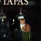 Katze in einer Tapas-Bar in Amsterdam