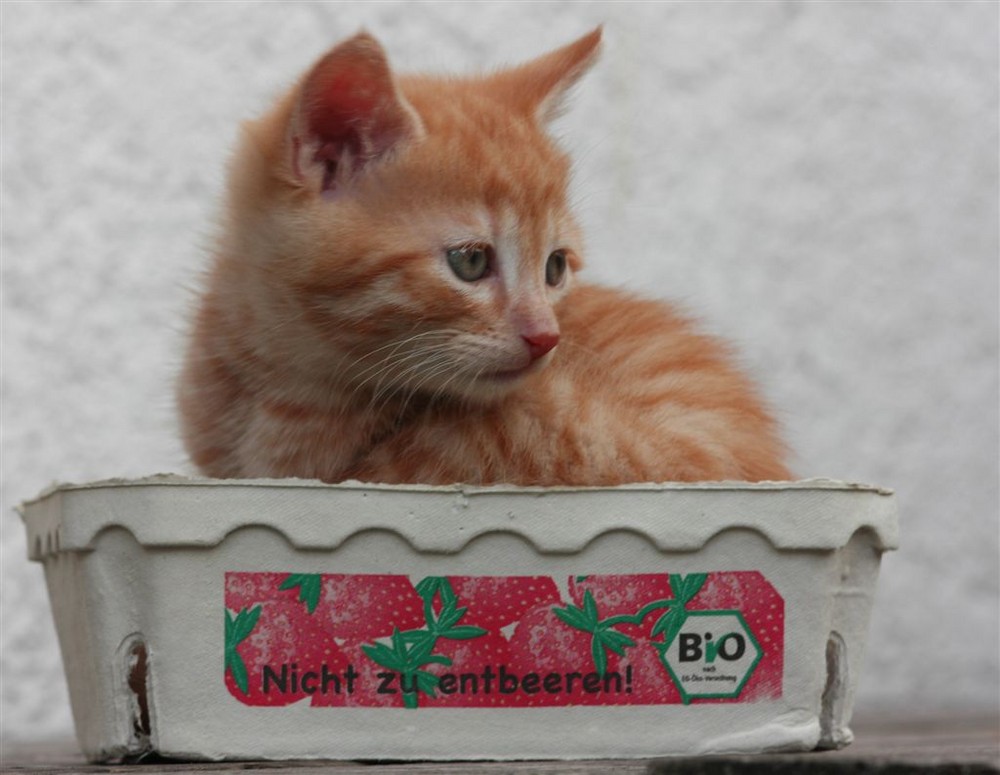 Katze in Erdbeerschachtel