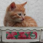 Katze in Erdbeerschachtel