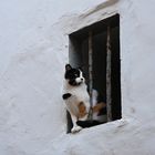 Katze in Essaouira