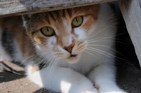 Katze in Friedrichstadt 2