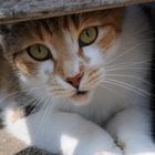 Katze in Friedrichstadt 2