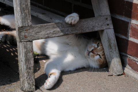 Katze in Frriedrichstadt