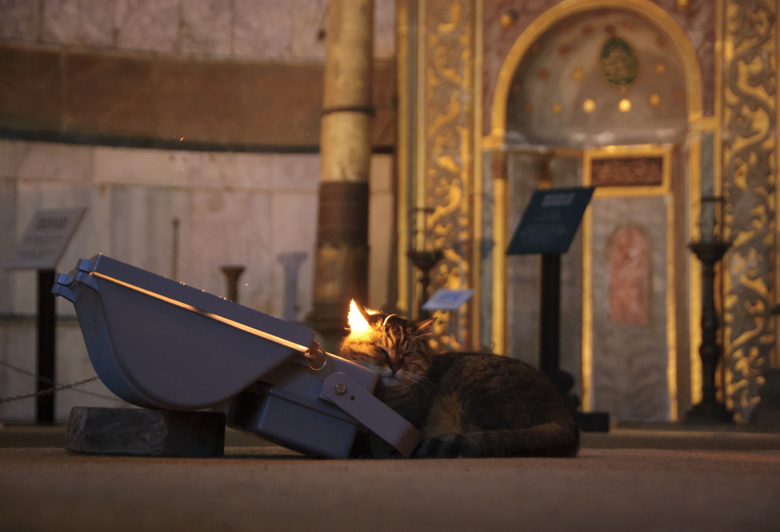 Katze in Hagia Sophia