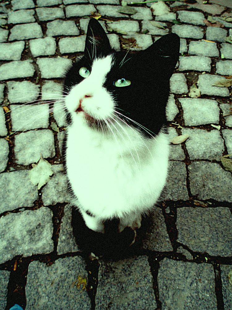 Katze in Istanbul