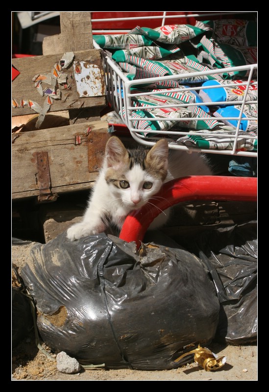 Katze in Istanbul