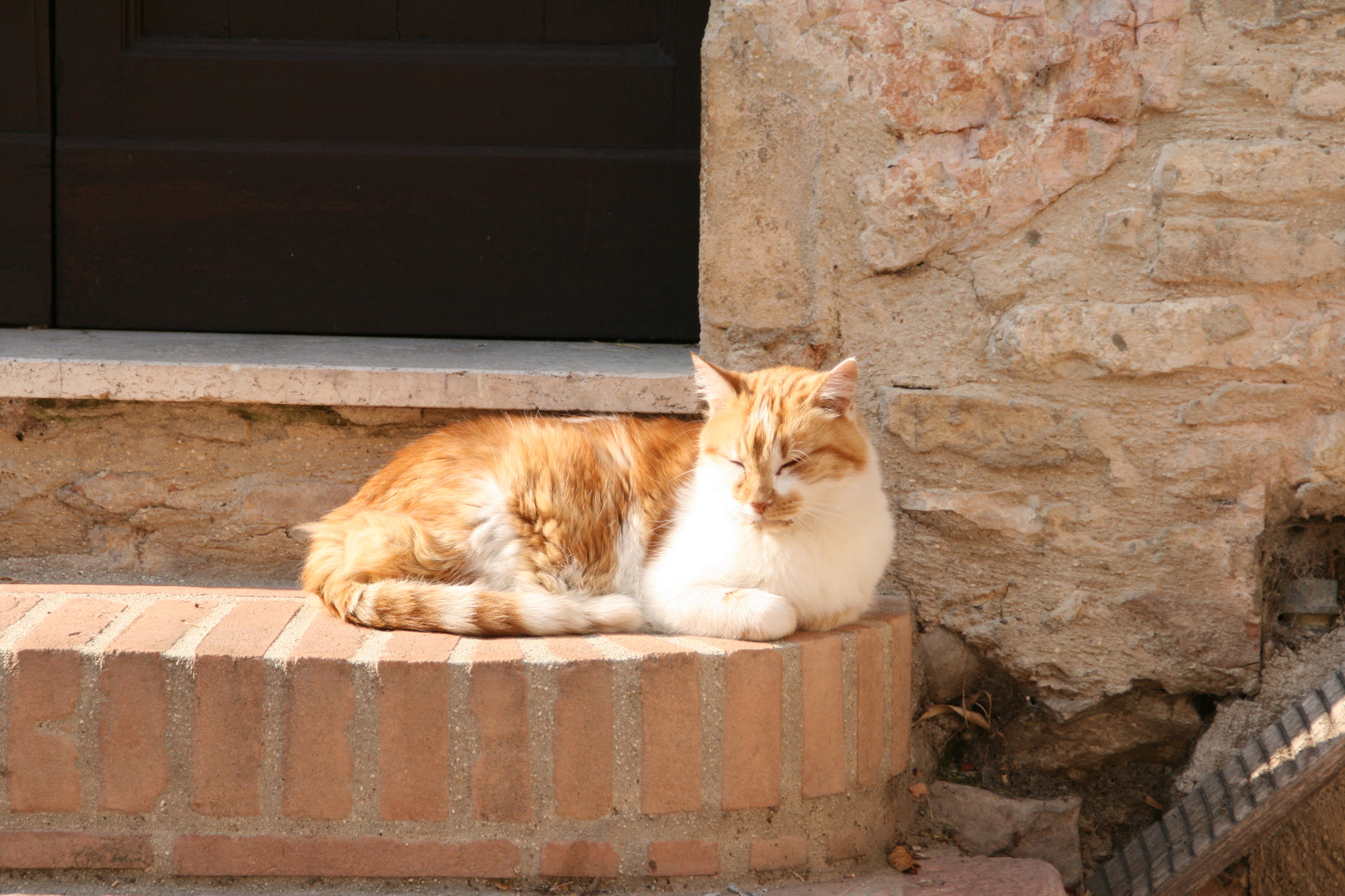 Katze in Italien