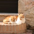 Katze in Italien