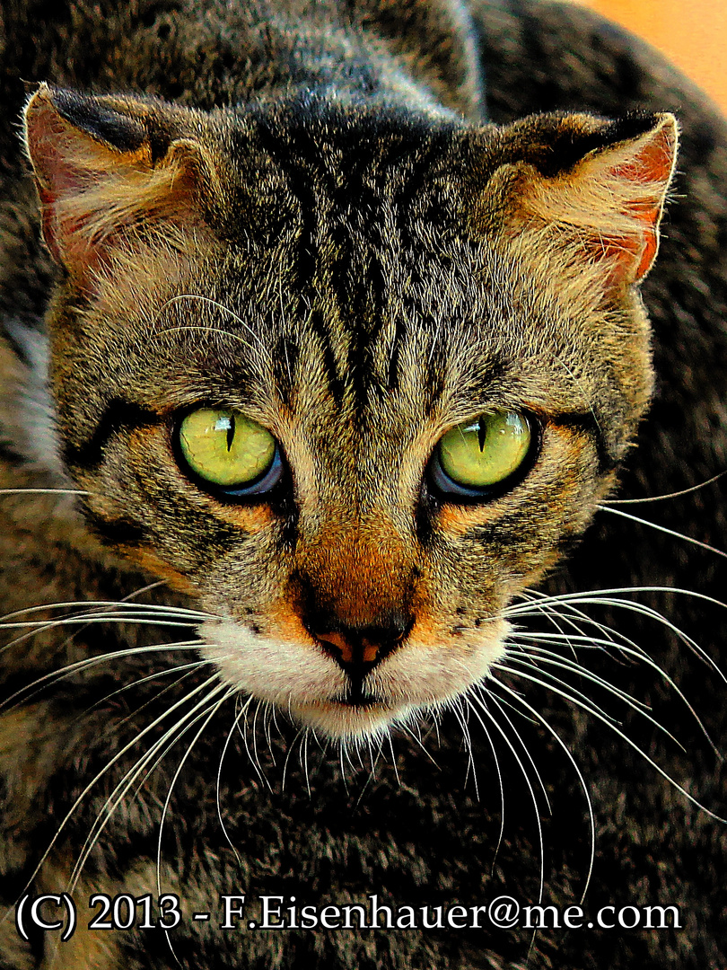 Katze in Ko Phi Phi (Thailand)