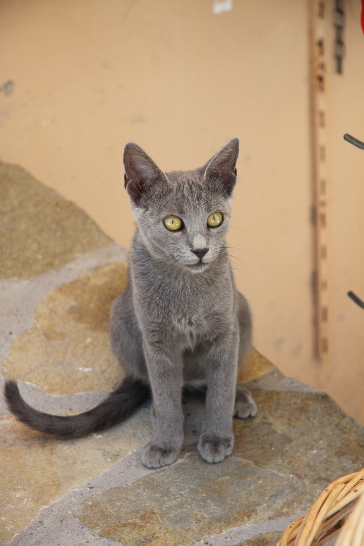 Katze in Kreta