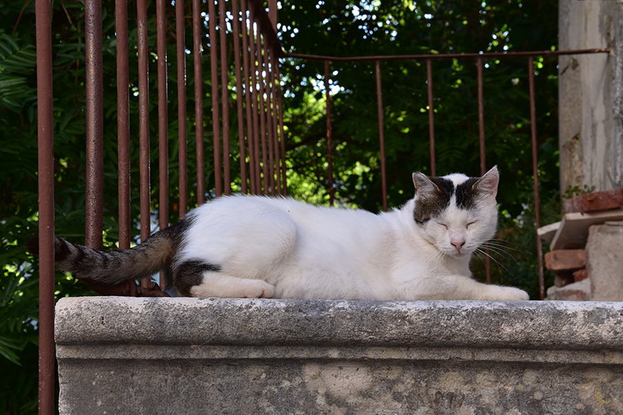 Katze in Kroatien