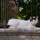Katze in Kroatien