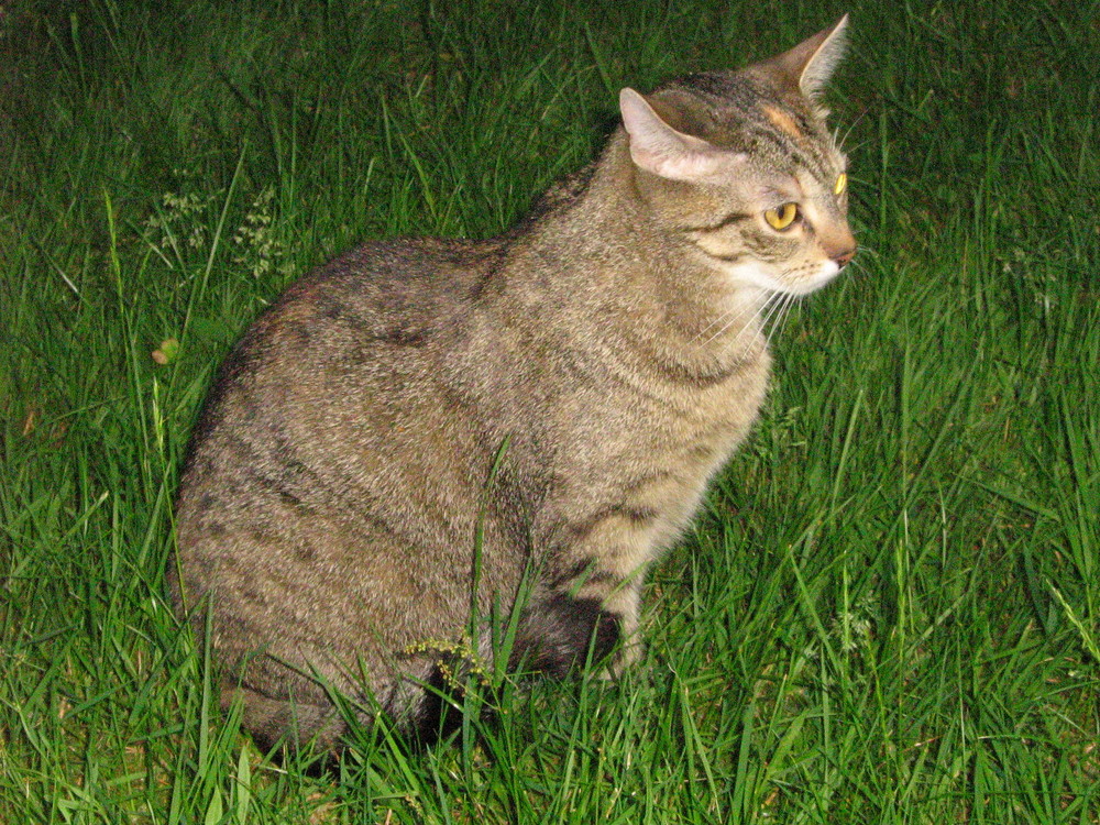 Katze in Lauerstellung