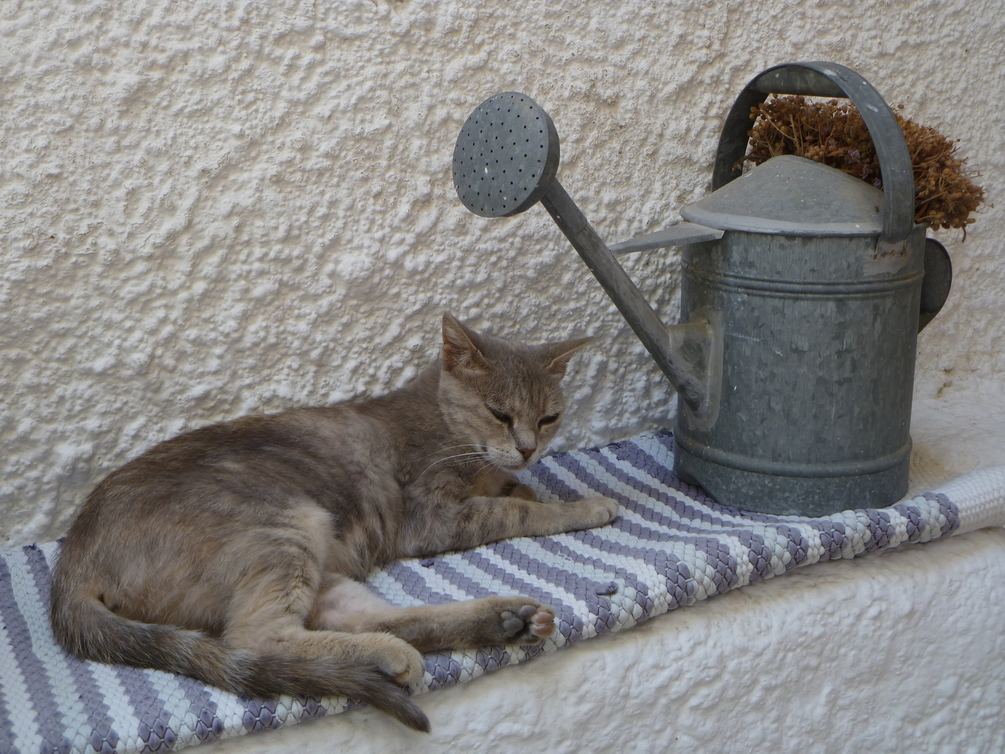 Katze in Lefkes - Paros