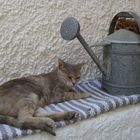 Katze in Lefkes - Paros