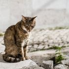 Katze in Lissabon