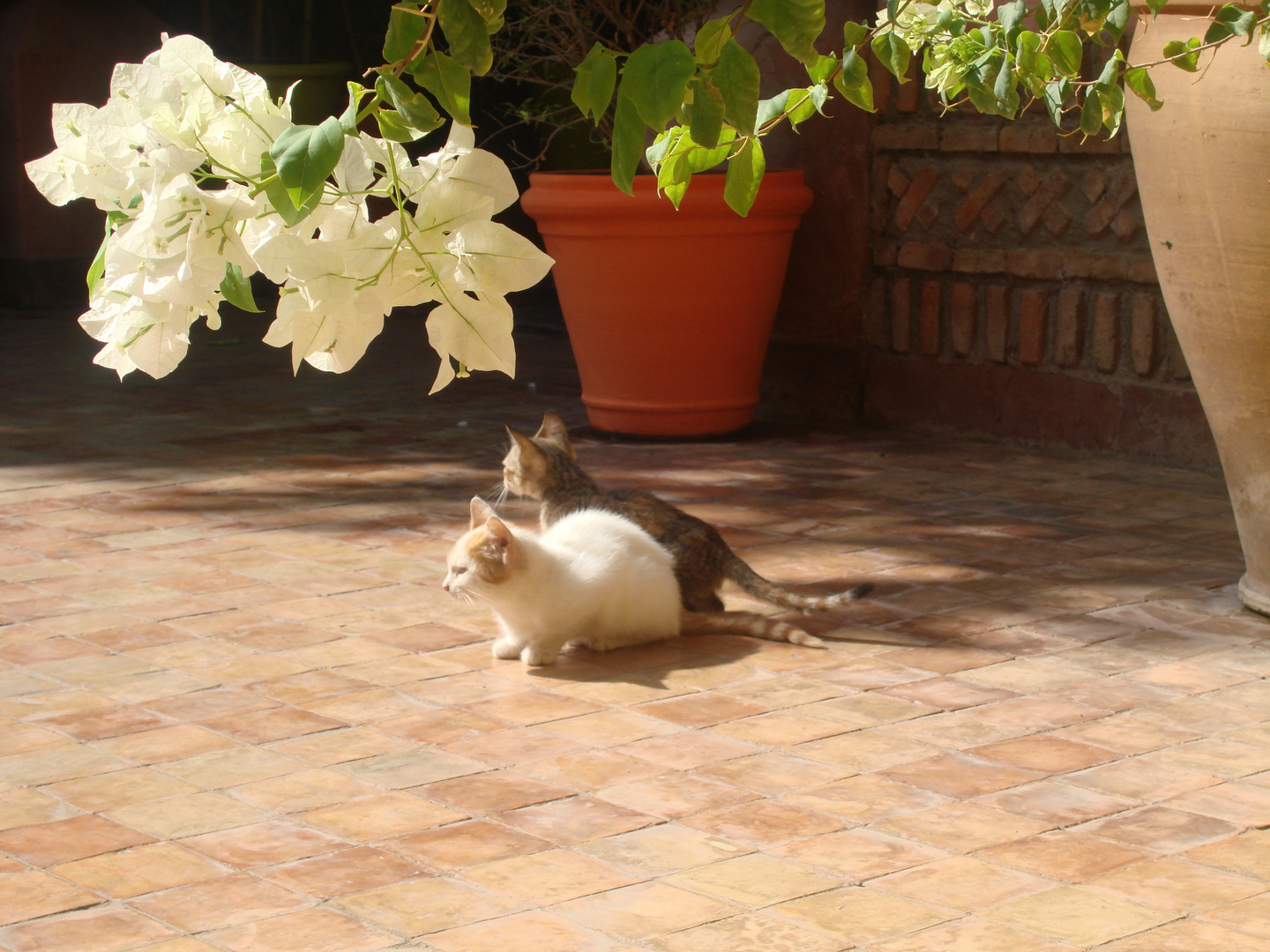 Katze in Marrakesch