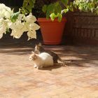 Katze in Marrakesch