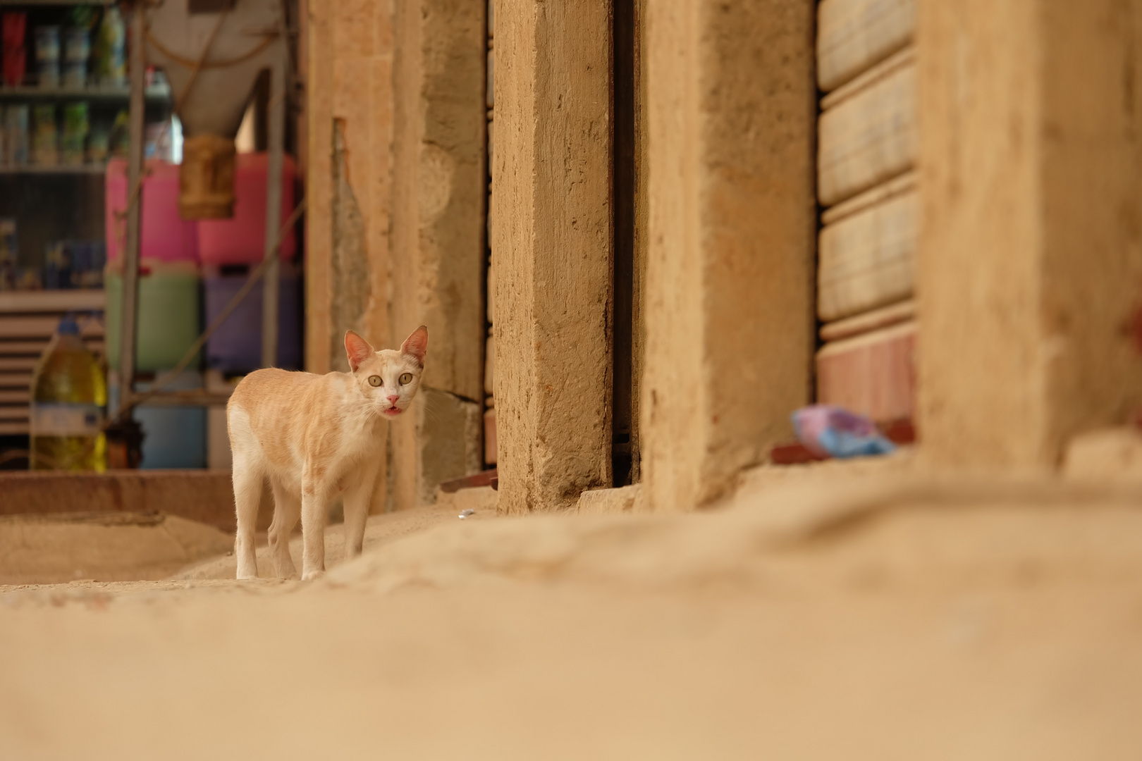 Katze in Meknes