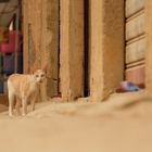 Katze in Meknes