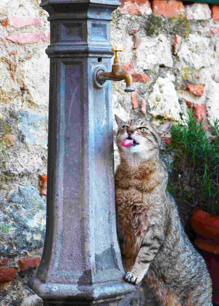 Katze in Montereggioni