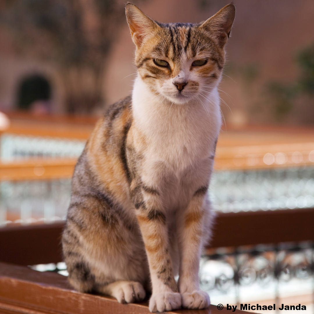 Katze in Moscheegarten / Fez, Marokko