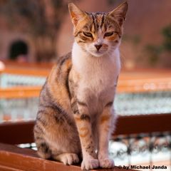 Katze in Moscheegarten / Fez, Marokko