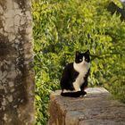 Katze in Omisalj auf der Insel Krk