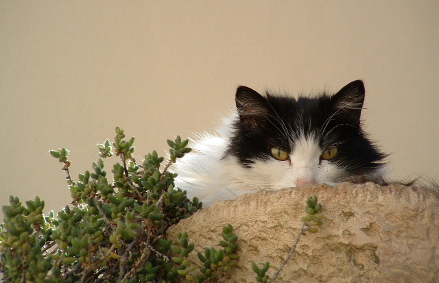 Katze in Pflanzschale ;)