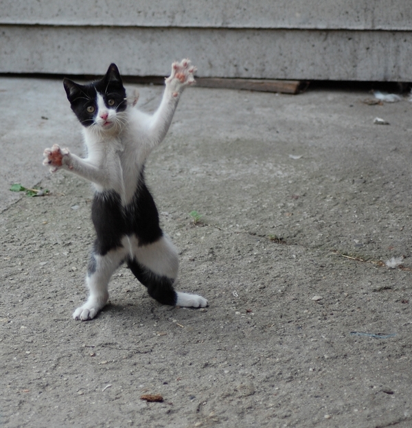 Katze in Polen beim Feder fangen