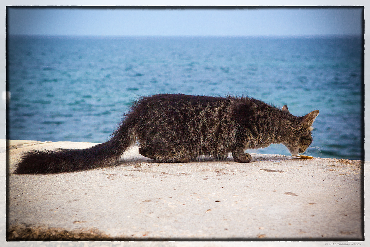 Katze in Porec