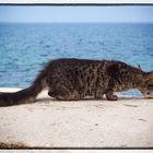 Katze in Porec