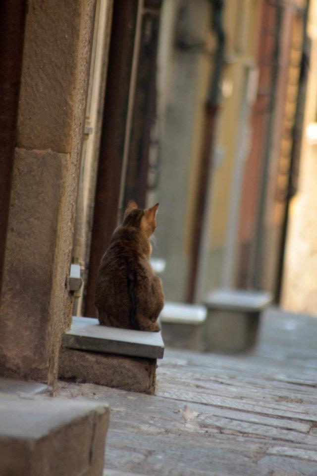 Katze in Portovenere