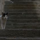 Katze in Pula