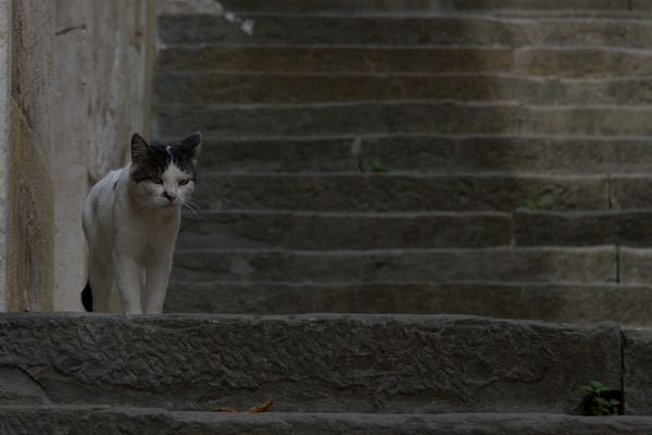 Katze in Pula