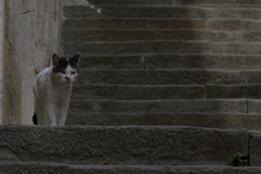 Katze in Pula