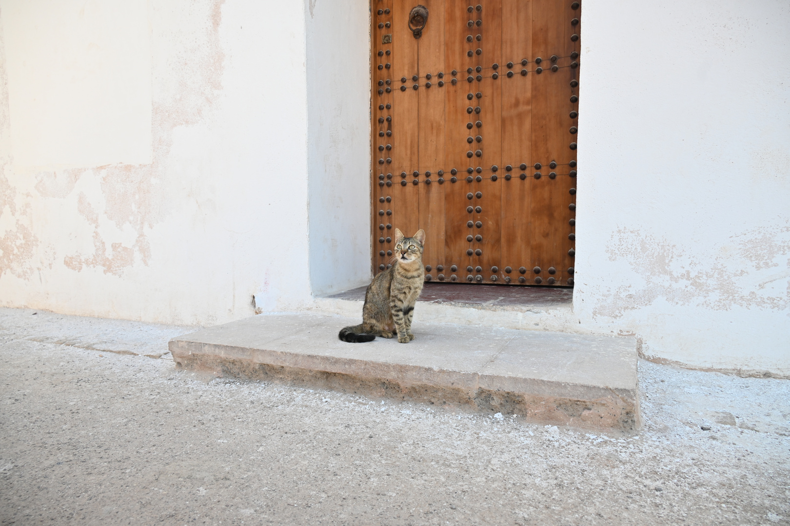 Katze in Rabat