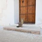 Katze in Rabat