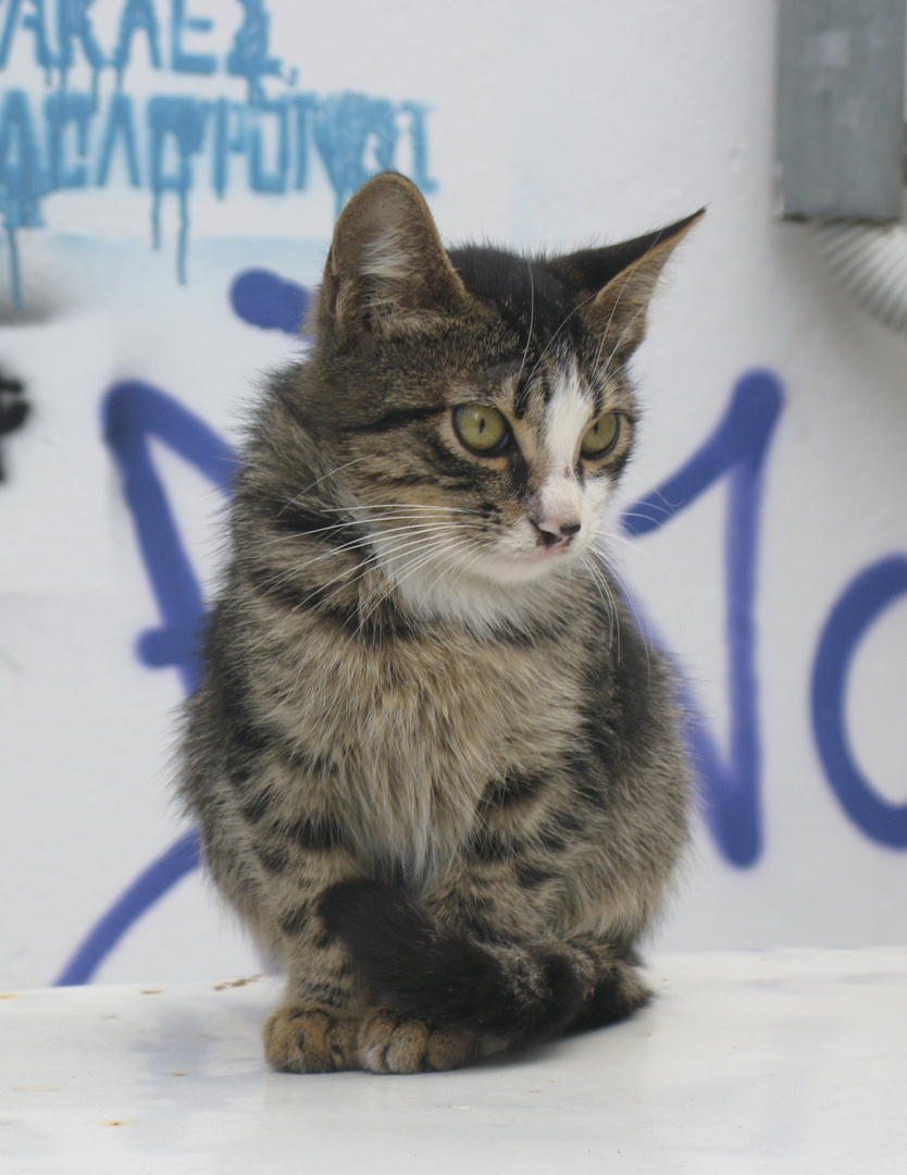 Katze in Rethymnon