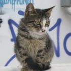 Katze in Rethymnon